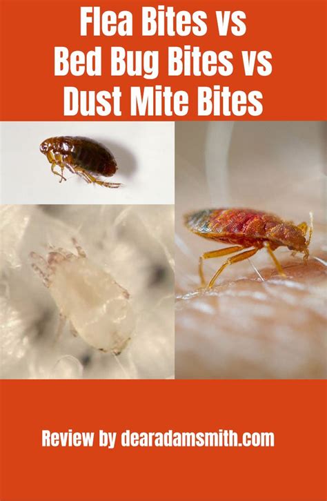 Dust Mite Bites Vs Bed Bug Bites Larablog