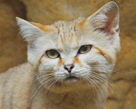 Elderly Sand Cat Dies At Smithsonians National Zoo Smithsonians