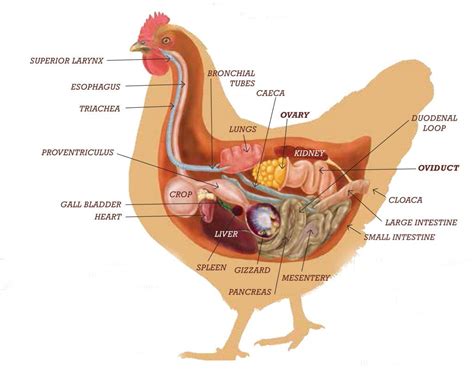 An Image Of A Chicken Labeled In The Body And Part Of Its External Organs