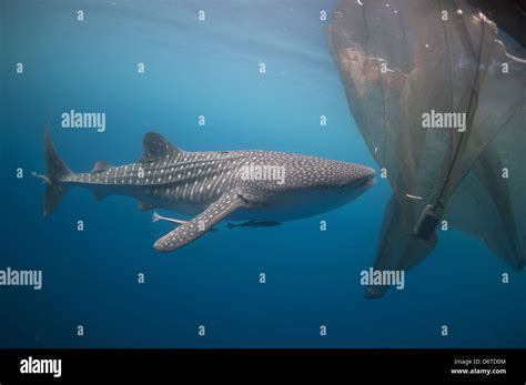 Whale Shark Rhincodon Typus Adult Remoras Feeding Below Nets Fishing