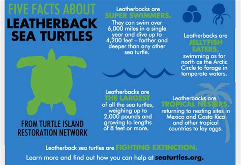 Leatherback Sea Turtle Facts Sheet Sheet