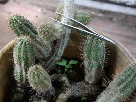 2020 popular 1 trends in cellphones & telecommunications, jewelry & accessories, consumer electronics, education & office supplies with cactus finger ring and 1. Do Your Fingers a Favor - Garden.org