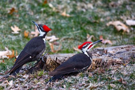 7 Types Of Woodpeckers In Ohio With Pictures Birdwatching Tips