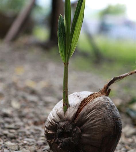 Breakthrough To Help Coconut Propagation And Conservation Plant