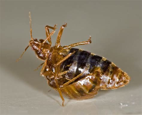 Can Bed Bugs Fall From The Ceiling Bed Bugs Sprays