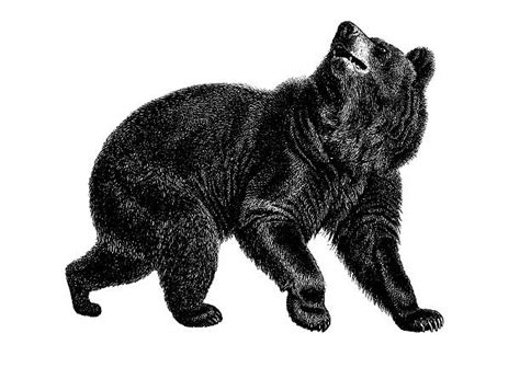 Black Bear Illustrations Royalty Free Vector Graphics And Clip Art Istock