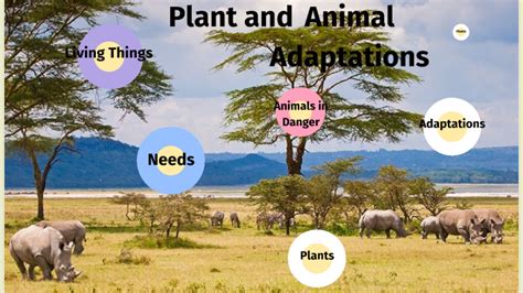 Plant And Animal Adaptations By Nicholas Hoffmann