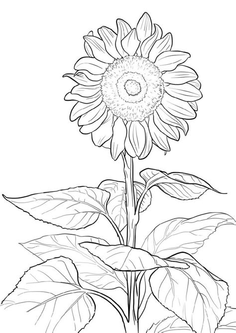 sunflower coloring page  kids educative printable sunflower coloring pages summer