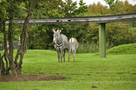 Chester Zoo 72 Grevys Zebra Richard Southwell Flickr