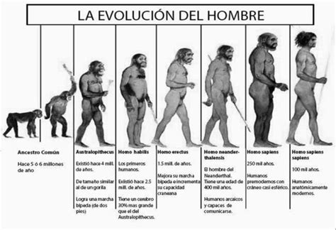 La Evolución Desde El Australopithecus Timeline Timetoast Timelines