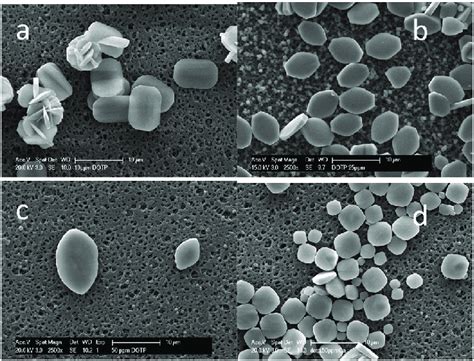 Sem Images Of Barium Sulfate Particles Formed In The Presence Of Dotp