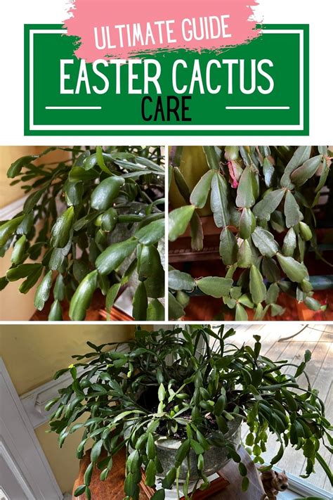How To Care For An Easter Cactus Keep Your Plants Alive