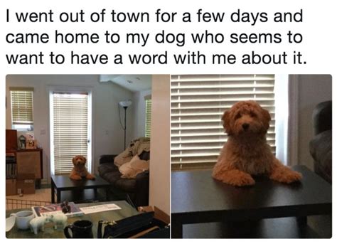 This Dog Who Was Not Too Happy About His Owner Going On Vacation