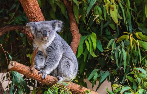 Koala Desktop Wallpapers Wallpaper Cave