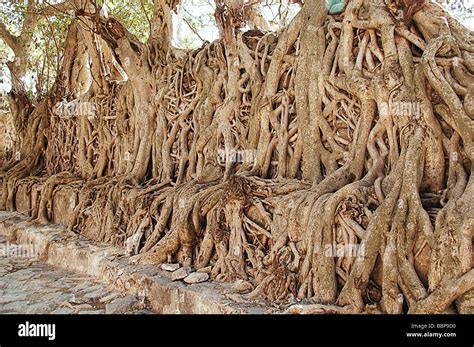 African Roots Hi Res Stock Photography And Images Alamy