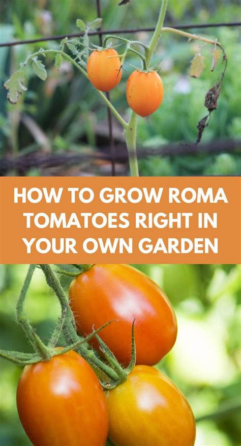 Love Roma Tomatoes Learn How To Grow Them Right In Your Own Backyard
