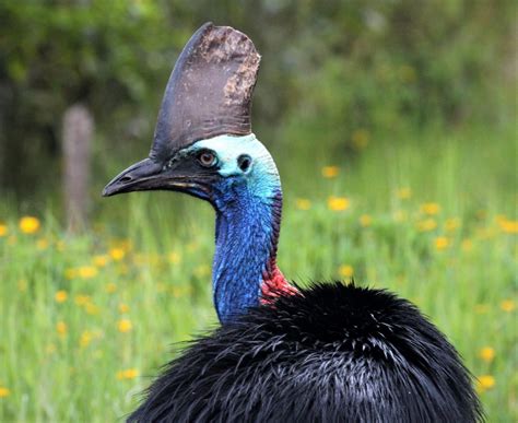 Australias Most Dangerous Bird Is Threatened With Extinction The
