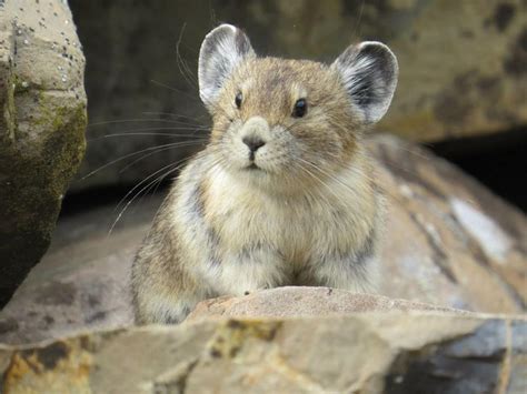 An American Pika In The Rocky Mountains With Images American Pika