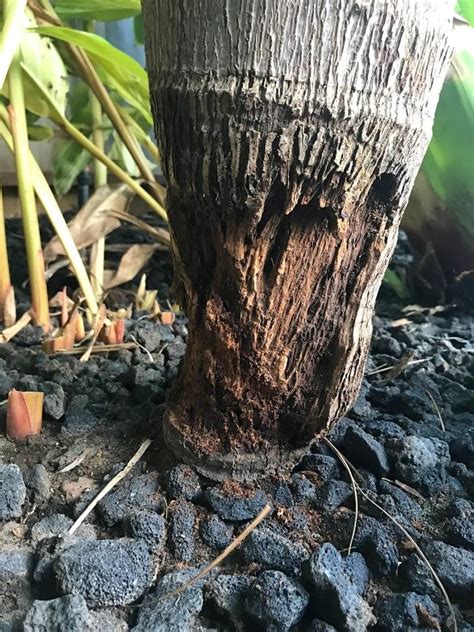 Many common fungal diseases kill the palm tree and have no treatment options. Palm Tree Trunk Damage - 1500+ Trend Home Design - 1500 ...