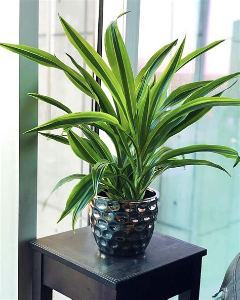 A Large Group Of Easy Care Houseplants With Interesting Strappy Foliage Plants House Plants
