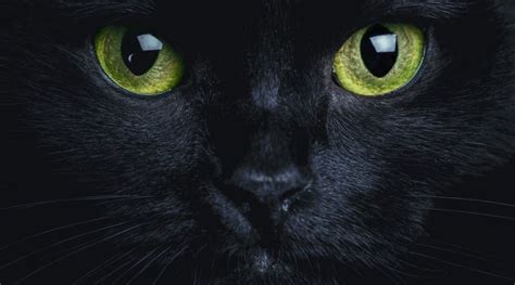 Kara Kedilerin Uğursuzluk Getirdiği İnancı Nereden Geliyor Ekşi Şeyler