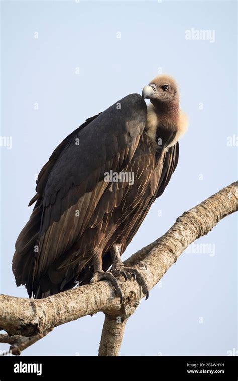 Indian White Rumped Vultures Gyps Bengalensis Hi Res Stock Photography