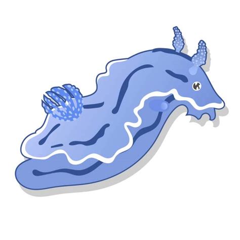 Sea Slugs Drawings Illustrations Royalty Free Vector Graphics And Clip
