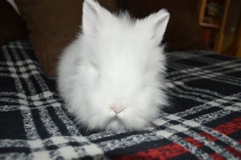 Available Bunnies Welcome To Shady Tort Lionhead Bunnies And Rabbits