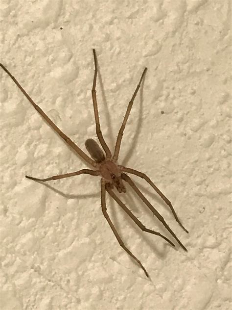 Is this a brown recluse? Found in my bathroom. There was another big ...