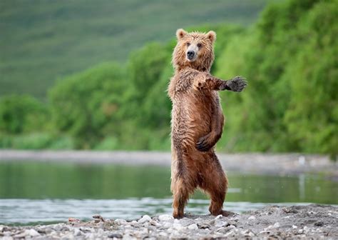 Dancing Bear Meme Guy