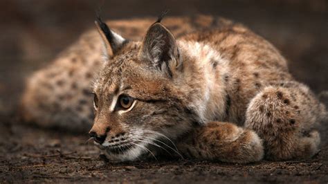 Wallpaper Animals Wildlife Whiskers Lynx Puma
