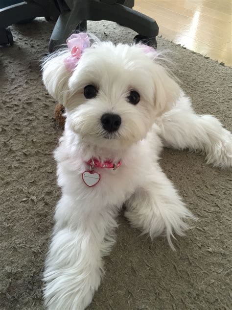 Beautiful Maltese Maltese Dogs Dog Haircuts Maltese Haircut