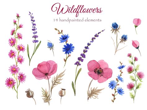 Wildflowers Watercolor Collection By Dervikart Thehungryjpeg