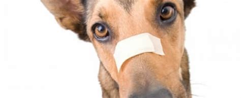 Dog Hurt Nose500 Baldivis Vet Hospital