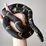 One Of My Favorite Girls Anapel The Russian Rat Snake Finally 
