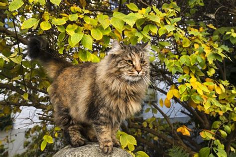 Norwegian Forest Cat Breed Information Personality And Care Cuteness
