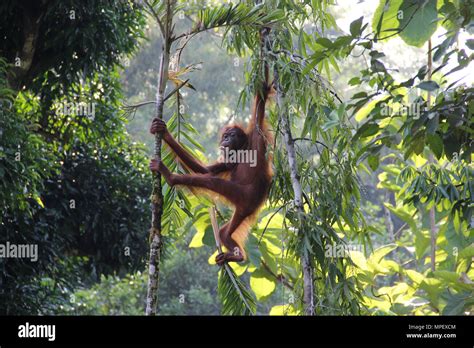 Rainforest Malaysia Animal Hi Res Stock Photography And Images Alamy