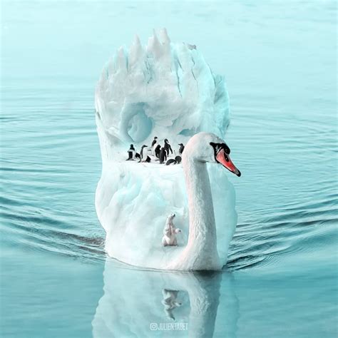 Penguin Photoshop Animal Photo Manipulation By Julien Tabet