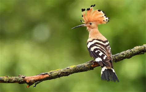 Hoopoe Bird Facts Az Animals