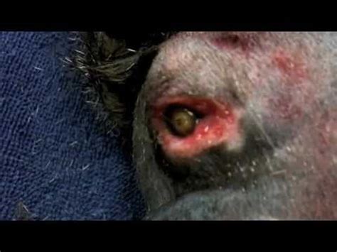 Austritt von blut unter der haut. Votum | Beule unter der Haut - Die Made "Botfly"ernährt ...