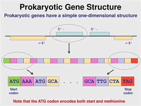 Ppt Prokaryotic Gene Structure Powerpoint Presentation Free Download