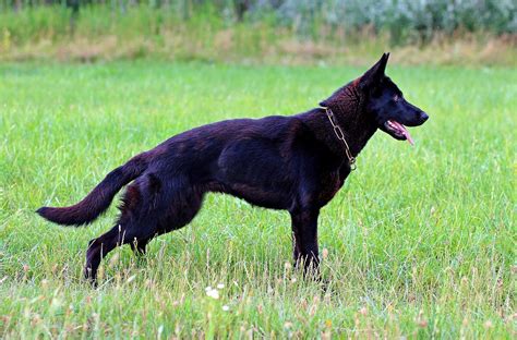 Black German Shepherd Info German Shepherd Dog Hq