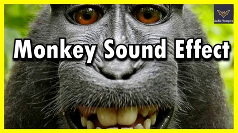 All Monkeys Sounds Youtube