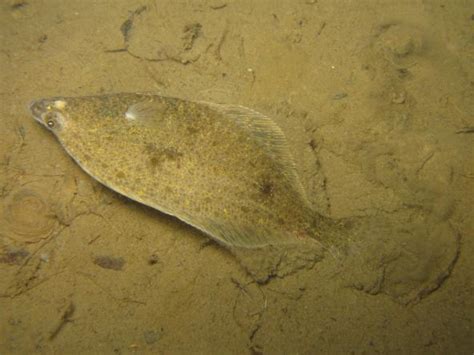 Bab.la is not responsible for their content. PCBs in fish remain steady while other toxics decline ...