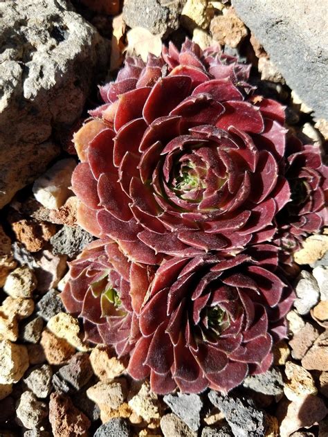 Photo Of The Entire Plant Of Hen And Chicks Sempervivum Rubikon