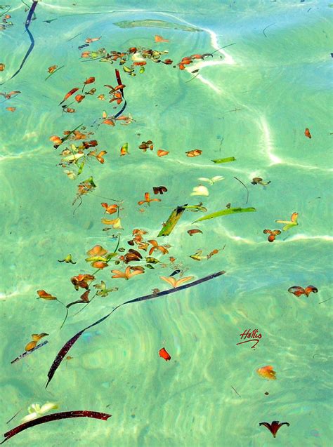 Ocean Flowers Photograph By Linda Hollis Fine Art America