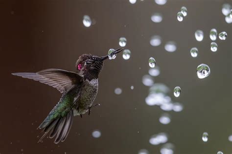 View Audubons 2020 Photo Contest Winners Birdwatching