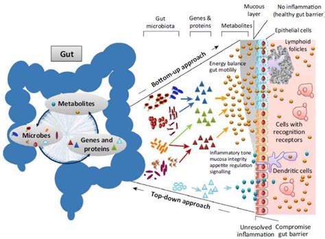 What Exactly Is The Gut Microbiome