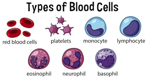 Premium Vector Types Of Blood Cells