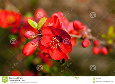 Red Springtime Blossoms Stock Photo Image Of Macro Plant 36630230